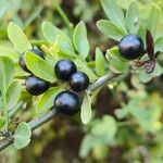 Chrysojasminum fruticans Fruit