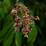 Lepisanthes rubiginosa Плод
