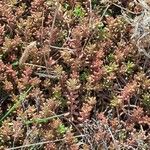 Sedum album ഇല