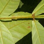Guarea pterorhachis Leaf