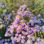 Felicia fruticosa Flor
