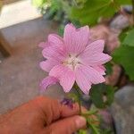Malva thuringiaca Fleur