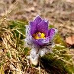 Pulsatilla montana Bloem