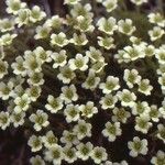 Saxifraga muscoides Bloem