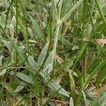 Cerastium tomentosum Leaf