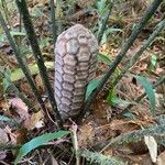 Zamia fairchildiana Fruit