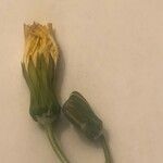 Crepis pulchra Virág