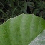 Doliocarpus guianensis Leaf