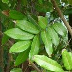 Dimocarpus longan Leaf