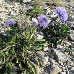 Globularia bisnagarica Habitat