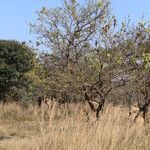 Combretum adenogonium Habit