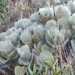 Cotyledon orbiculataЛисток