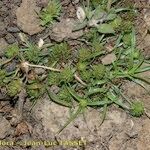 Cyperus michelianus Habit