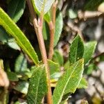 Salix foetida Bark