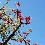 Erythrina flabelliformis برگ