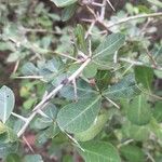 Commiphora glandulosa पत्ता