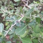 Commiphora glandulosa Folha