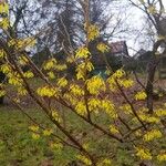 Hamamelis mollisFlower