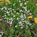 Achillea ptarmica عادت داشتن