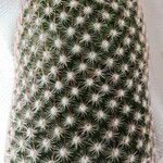 Mammillaria matudae Агульны выгляд