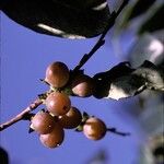 Diospyros lotus Fruit