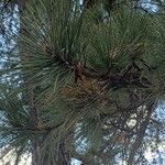 Pinus nigra 葉