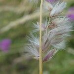 Melica ciliata Flower