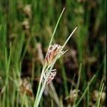Rhynchospora fusca Autre