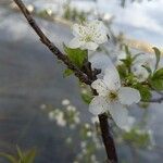 Prunus spinosa Çiçek