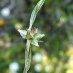 Filago arvensis 花