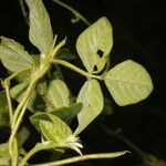 Desmodium cajanifolium Lapas