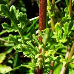 Senecio elegans برگ