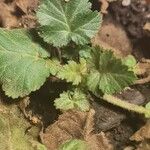 Erodium laciniatum Folio