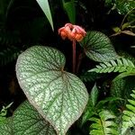 Begonia rex Putz., Begonia Rex (Flora mundial) - Pl@ntNet identify