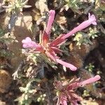 Thymus longiflorus Fula