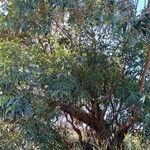 Eucalyptus botryoides 整株植物