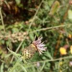 Centaurea decipiens Flor