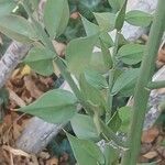 Ruscus aculeatus List