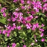 Oxalis debilis Flors