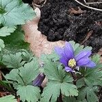 Anemone blanda Çiçek