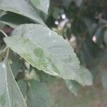 Fraxinus americana Blatt