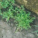 Oldenlandia corymbosa 叶