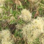 Clematis ligusticifolia Fruto