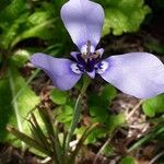 Herbertia lahue Flower