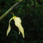 Neostenanthera neurosericea Flower