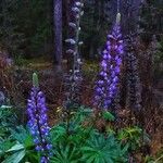 Lupinus polyphyllus Other