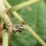 Dombeya punctata Sonstige