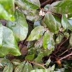 Elaeagnus pungens Folha