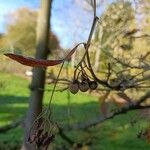 Tilia miqueliana Φρούτο