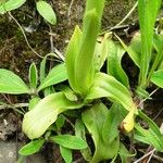 Orchis anthropophora Fuelha